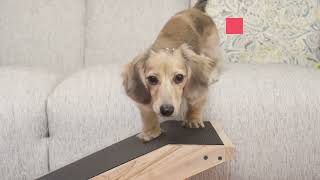 The DoggoRamps Dog Ramp for Couch  Now with Optional Safety Rails