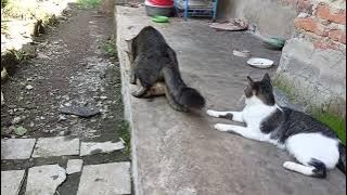 Kucing kawin menunggu giliran