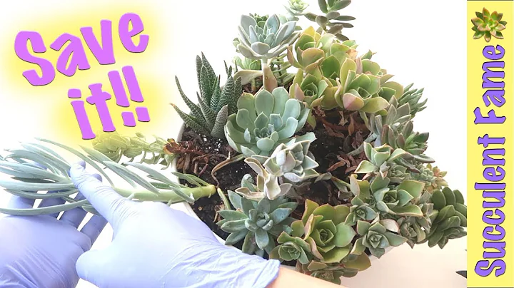 How to Save a Dying Succulent (What You Need to Know)