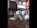 من اجمل ما رأت عيني