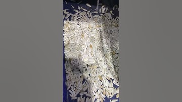 brucexiao@colorsort.cn,White sunflower seed color sorter,