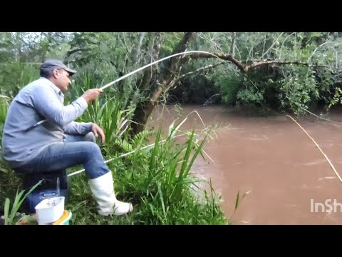 Vídeo: Dicas de pesca de bagre em lagos