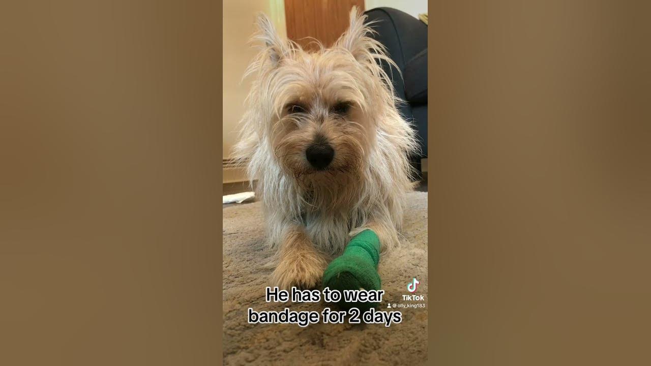 My Dog Hurt His Paw Today YouTube my-dog-hurt-his-paw-today-youtube