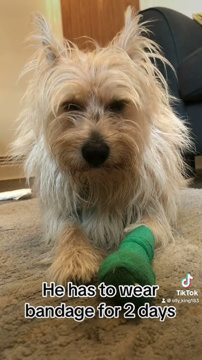 my-dog-hurt-his-paw-today-youtube