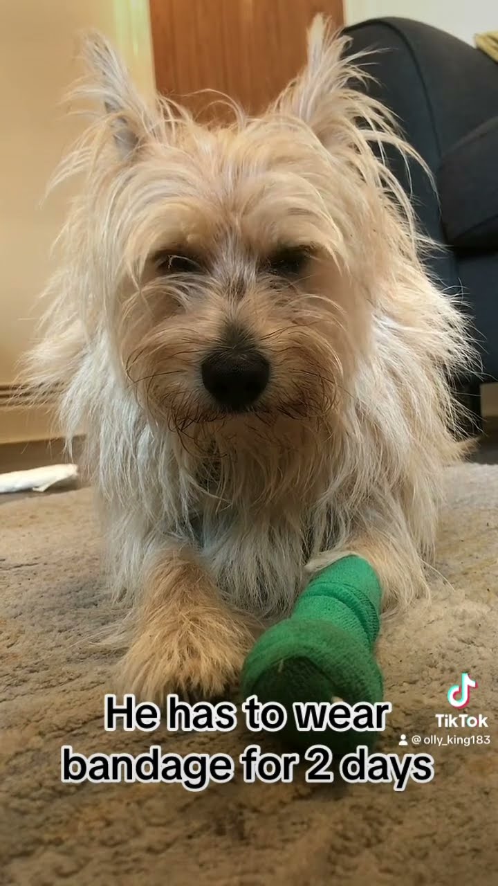 My Dog Hurt His Paw Today YouTube My Dog Hurt His Paw Today YouTube