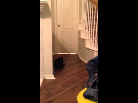  Hiss  snorting  cat  YouTube