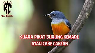 Suara Burung Kemade Atau Cabe  Cabean