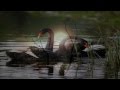 Lacrimas profundere  black swans