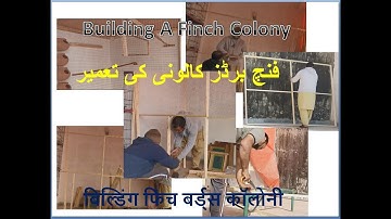 Zebra Finch Building a Finch Colony | finches| Birds | Birds Breeding | bird of paradise