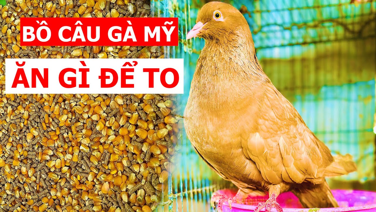 Cho Bồ câu Gà Mỹ ăn gì nhanh to, đẻ nhiều? | Nông dân làm giàu - YouTube