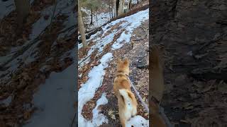 Hiking with my Shiba Inu