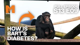 Chimp Diabetes CheckUps | Season 13 Episode 9 | Full Episode | Monkey Life