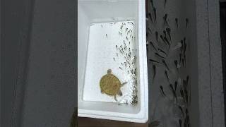 This Turtle Thought He Could Catch Them… 😭🐢