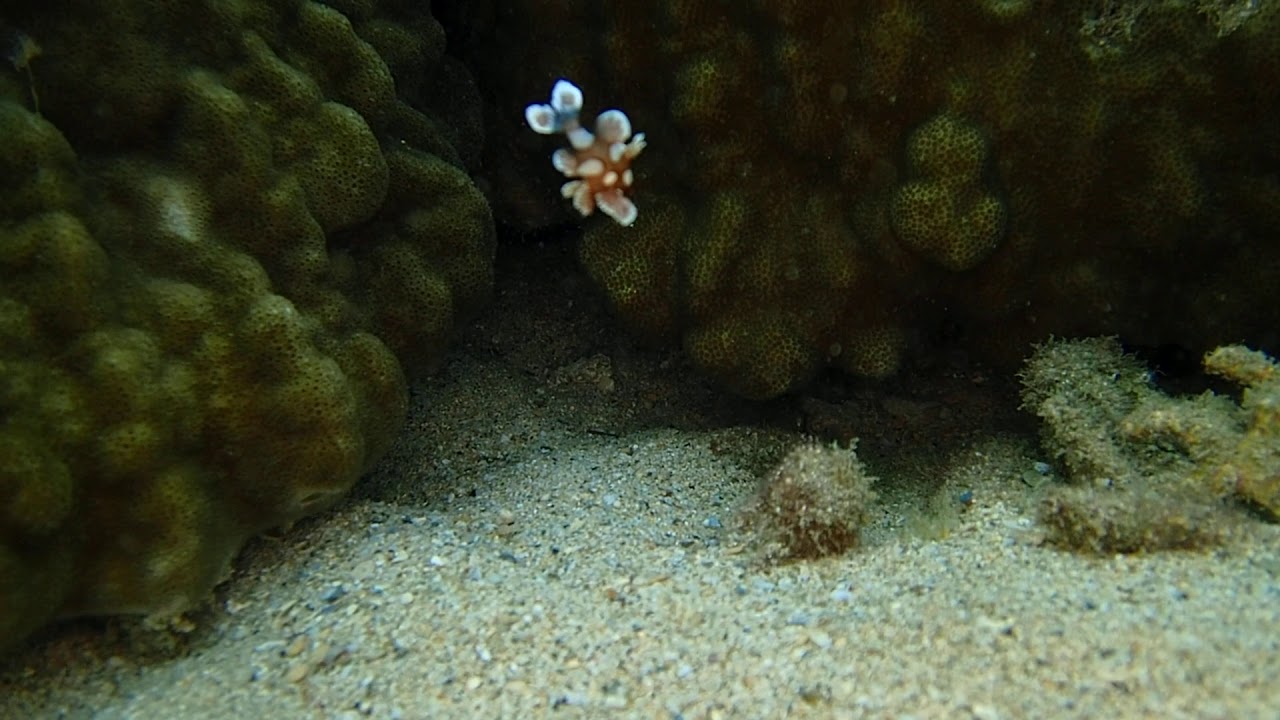この可愛さはどうかしてる チョウチョウコショウダイの幼魚 Youtube
