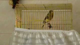 Ebabil 2.avi Gloster Canary Consord Singing
