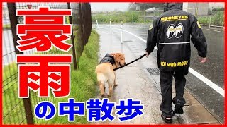 豪雨でも散歩をやめる気は一切ないゴールデンレトリバージョイ