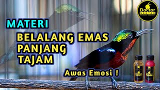 KOLIBRI NINJA GACOR FULL ISIAN NEMBAK BELALANG EMAS PANJANG TAJAM COCOK BUAT MASTERAN KONIN BAHAN