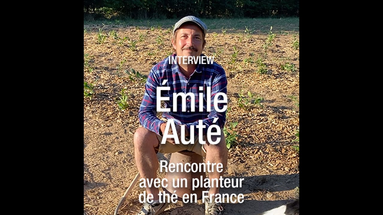 La culture du thé en France avec Émile Auté