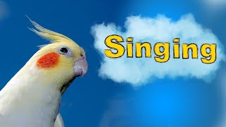 this will make your cockatiel sing | cockatiel bird to singing and talking