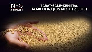 Rabat-salé-kenitra: Toward an increase in cereal production to 14 million quintals