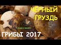 Чёрный груздь.Грибы октябрь 2017.Mushroom
