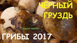 видео Гриб чёрный груздь