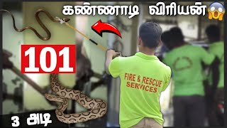 சிறிய 3 அடி கண்ணாடி விரியன் பாம்பு 😱 | பத்திரமாக கைப்பற்றிய தீயணைப்பு துறை வீரர்கள் 👏 | ASR Tamil