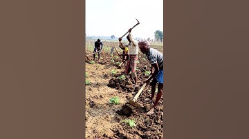 Spading in Cucumber Field #shorts