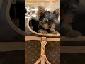 The cutest puppy ever at louisvuitton cutedog lv shorts ytshorts dog doglover puppy dogs