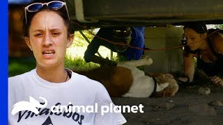 Can The Villalobos Team Help This Elderly Dog Found Under A Trailer? | Pit Bulls & Parolees