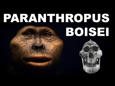 Paranthropus boisei: தி நட்கிராக்கர் மேன்