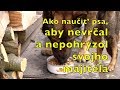 Ako naucit psa, aby nevrcal a nepohryzol svojho majitela 2018