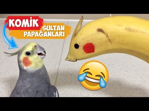 En Komik Sultan Papağanı Videoları Derlemesi! | [2018 Derleme]