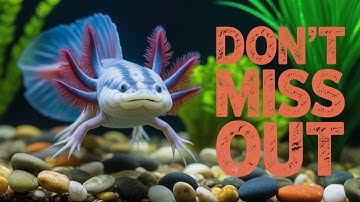 Khám Phá Những Loài Động Vật Chỉ Sống Ở Một Nơi Trên Trái Đất