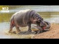 NILE RIVER | The Battle for Life in the Kingdom of Crocodiles and Hippos – Wild Animal Documentary