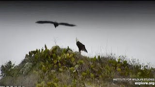 Two Harbors Bald Eagles. Look What I Can Do! -Toyon's Aerobatics \/ Mum Cholyn Moments. 30 Jun 2021