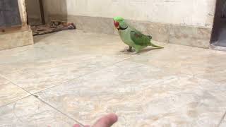 Mithu beta#parrot#parrottalking#parrotlover#mithu#mithutalking#lovebirds#views#youtubevideo