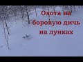 Охота на боровую дичь на лунках