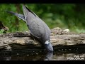 Örvös galamb , Columba palumbus , galamb , egzotikus galamb