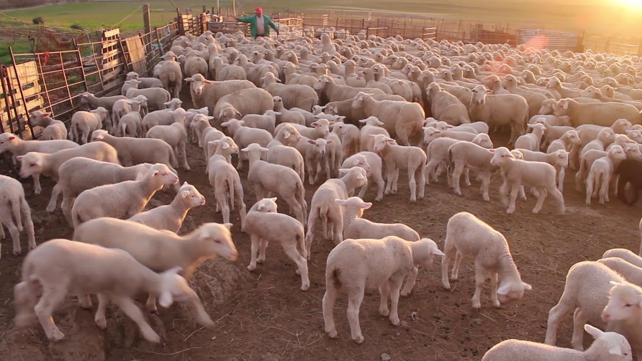 Un rato con el maestro Félix y sus ovejas