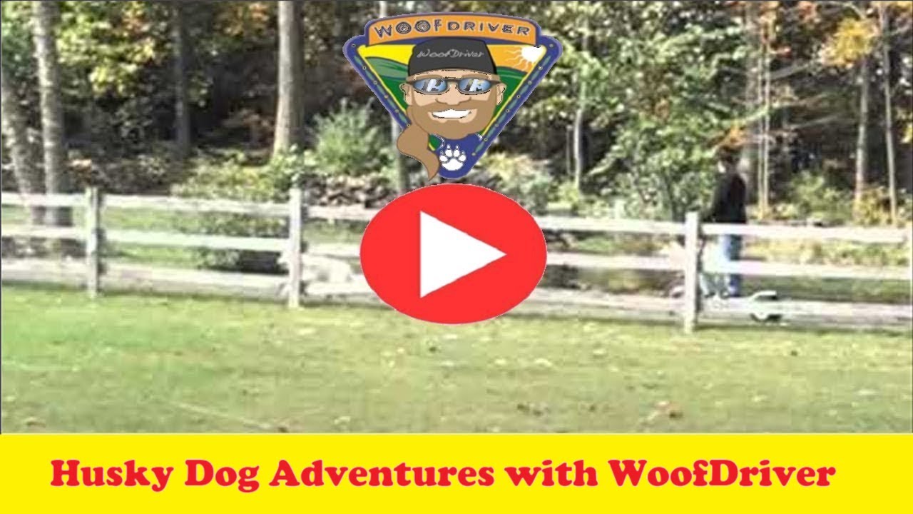 Husky Dog | Adventure with Husky Dog | Dog Trainer | Dog Adventurer | FreeRanging - Part 2