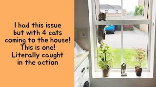 40 Hilarious Tweets About Cats Acting Like They Own Everything