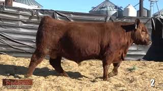 Redland Red Angus Lot 2