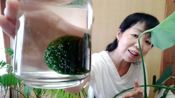 まりもちゃんのはじめての水替えです 水道水でいいみたいです ぶち簡単 Youtube まりもちゃんのはじめての水替えです 水道水でいいみたいです ぶち簡単 Youtube