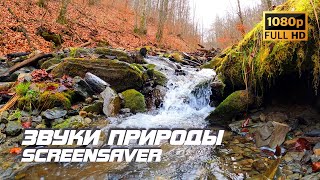 Живая природа - Ручей | Река | Звуки природы | Звуки ручья | Шум воды | Релаксация | Снятие стресса