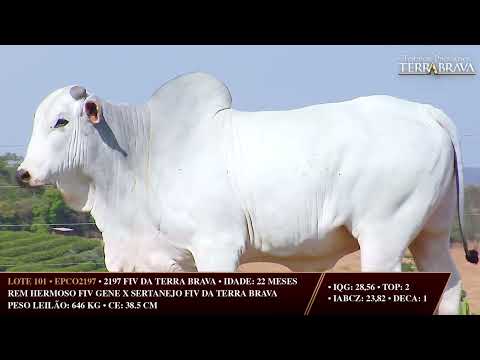 LOTE 101   EPCO 2197