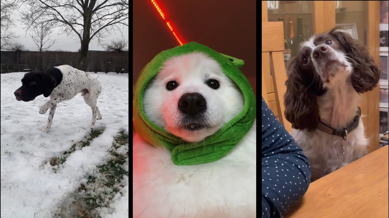 Funny Dogs of TikTok Compilation - Doggos Doing Funny Things TIK TOK #2 ...