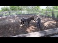 Starting a Gypsy Vanner Under Saddle Day 1 | Colt Starting with Colton Woods Horsemanship