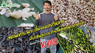 เทคนิคการเพาะแมลงวันลาย โปรตีนสูง ลดต้นทุนค่าอาหารสัตว์ เดือนละเป็น 10,000 l ชมสวนเกษตรกรไทย Ep304
