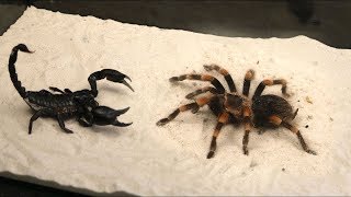 INCREÍBLES BATALLAS DE ANIMALES CAPTADAS EN CÁMARA